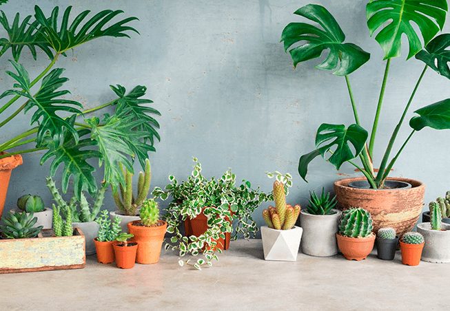 Plantas dentro de casa: veja as que mais se adaptam 